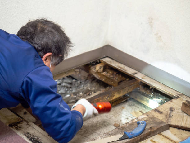 Best Attic Mold Removal  in Daniels Farm, CT