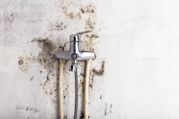 Best Mold Remediation  in Daniels Farm, CT