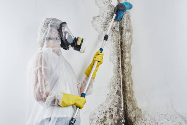 Best Certified Mold Removal  in Daniels Farm, CT