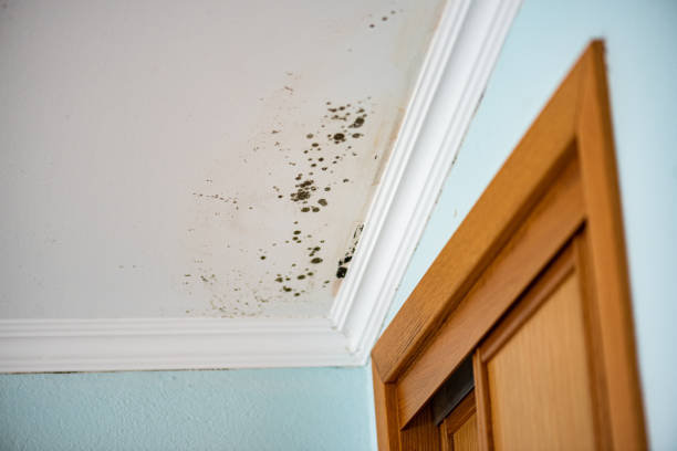 Best Mold Cleaning Services  in Daniels Farm, CT