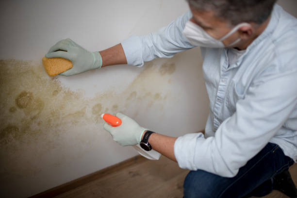 Mold Removal and Inspection in Daniels Farm, CT