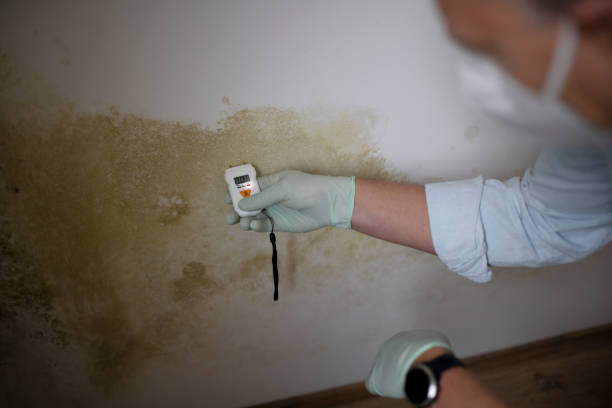 Best Same-Day Mold Removal  in Daniels Farm, CT