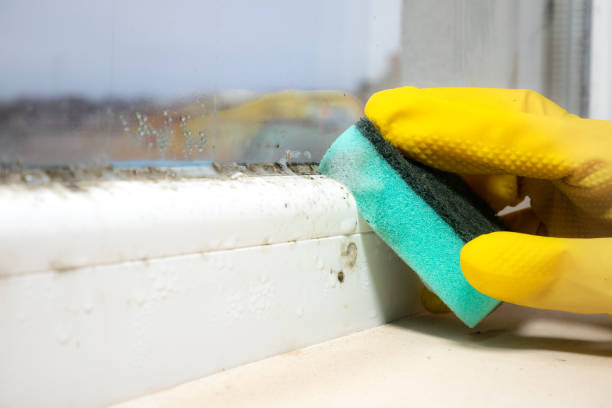 Best Home Mold Removal  in Daniels Farm, CT