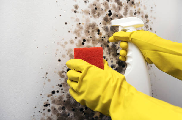 Best Professional Mold Removal  in Daniels Farm, CT