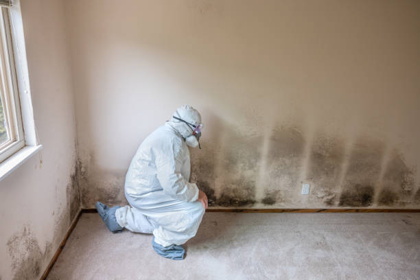 Best Mold Damage Repair  in Daniels Farm, CT