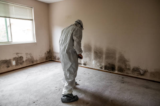 Best Mold Remediation Experts  in Daniels Farm, CT