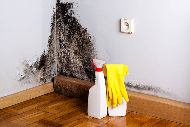 Home Mold Removal in Daniels Farm, CT
