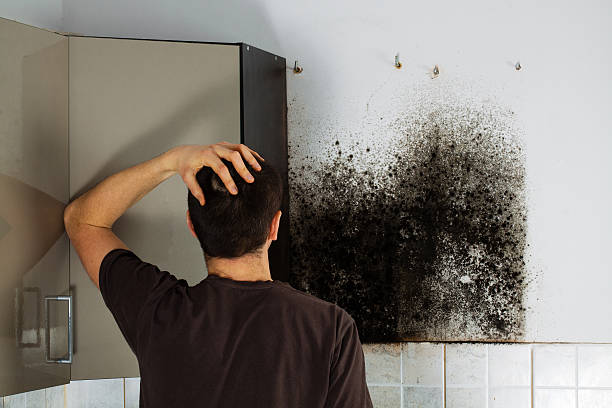 Best Commercial Mold Removal  in Daniels Farm, CT