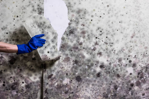 Best Fast Mold Removal  in Daniels Farm, CT