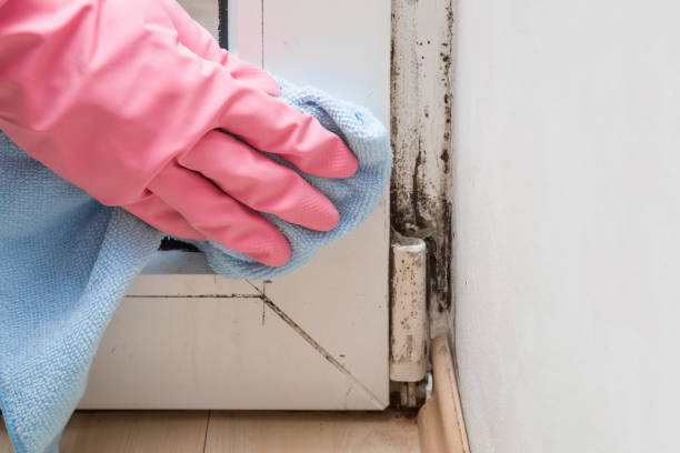 Best Black Mold Removal  in Daniels Farm, CT
