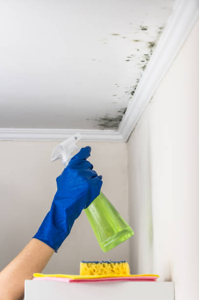 Best Mold Damage Repair  in Daniels Farm, CT